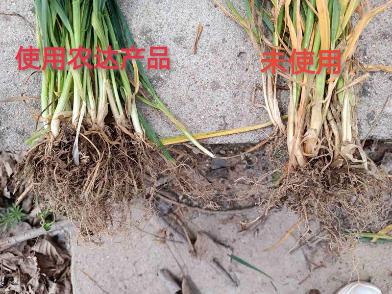 深入田間，探究效果---卑詩?壯在小麥上的效果回訪(圖3)